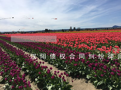 汉阳债权合同纠纷律师(汉阳人民法院)