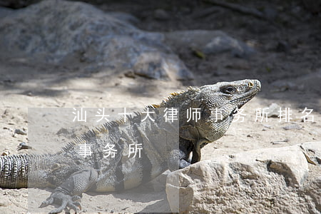 汕头十大律师事务所排名(汕尾市最出名律师事务所)