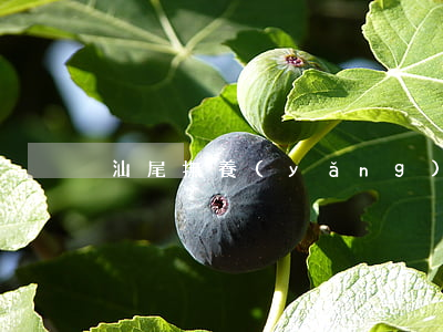 汕尾撫養(yǎng)費(fèi)律師