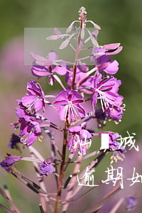 汕頭城鄉(xiāng)居民醫(yī)保逾期如何繳費-