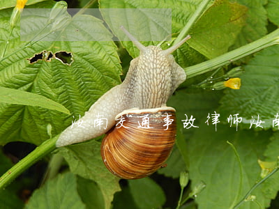 汝南交通事故律师(汝南律师事务所)