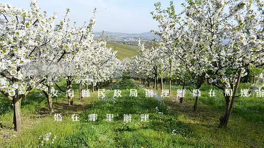 汝南縣民政局辦理離婚在周幾辦理(汝州辦離婚在哪里辦理)