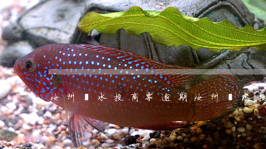 汝州溫水投商票逾期 汝州溫水投商票逾期