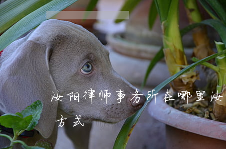 汝阳律师事务所在哪里(汝南律师事务所联系方式)