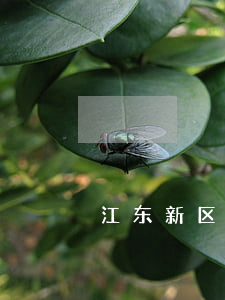 江东新区交通肇事