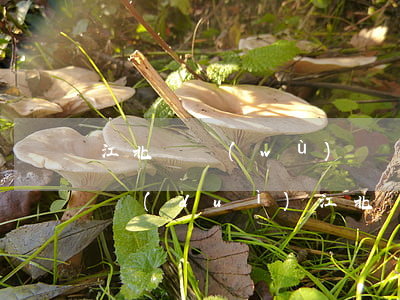 江北債務(wù)糾紛律師團(tuán)隊(duì)(江北區(qū)律師咨詢)