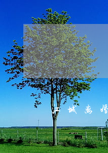 江城离婚带三娃(江城离婚带三娃)