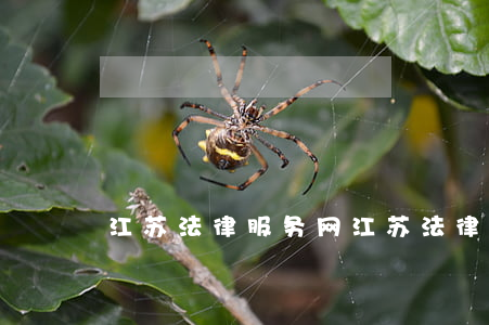 江苏法律服务网(江苏法律服务信息平台)