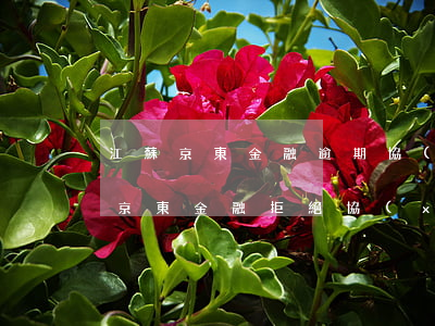 江蘇京東金融逾期協(xié)商還款技巧(京東金融拒絕協(xié)商還款)