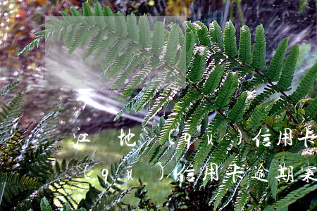 江蘇地區(qū)信用卡逾期案例（江蘇地區(qū)信用卡逾期案例）