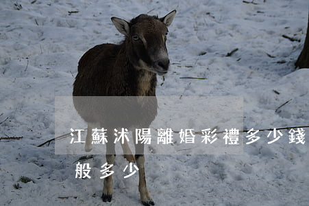 江蘇沭陽離婚彩禮多少錢(臨沭結婚彩禮錢一般多少)