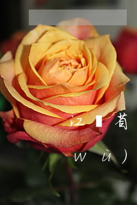 江蘇省債務(wù)訴訟律師（江蘇省債務(wù)訴訟律師）