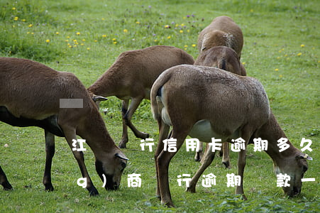 江蘇銀行信用卡逾期多久上(江蘇農(nóng)商銀行逾期還款一天會(huì)不會(huì)上征信)