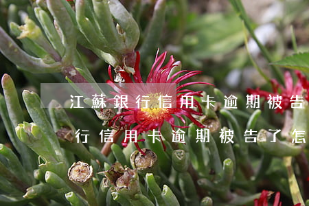 江蘇銀行信用卡逾期被告了怎么辦-江蘇銀行信用卡逾期被告了怎么辦理