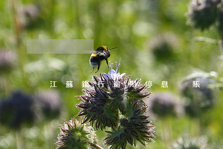 江蘇銀行逾期停息掛賬