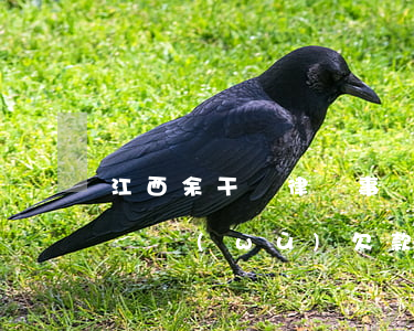 江西余干縣律師事務(wù)所電話（余干縣債務(wù)欠款律師）