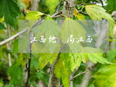 江西地稅局(江西稅務(wù)局)