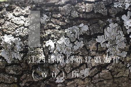 江西省南昌新建婚姻律師(江西南昌律師事務(wù)所)