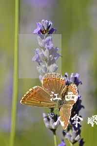 江西違章罰款逾期不交會怎么樣-懷舊服獵人拿眼球斧