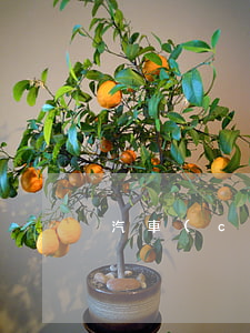 汽車(chē)貸款有逾期能下嗎