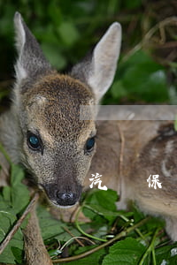 汽車保險(xiǎn)有哪些必要的