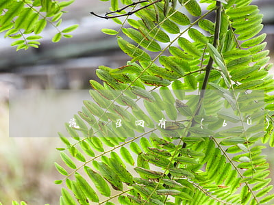 汽車召回有補(bǔ)償嗎