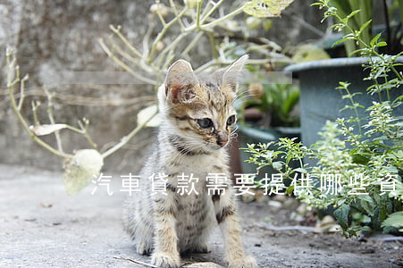 汽車貸款需要提供哪些資料