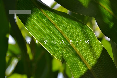 汽车交强险多少钱