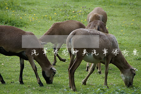 汽车保险种类(汽车保险要买哪些险种)