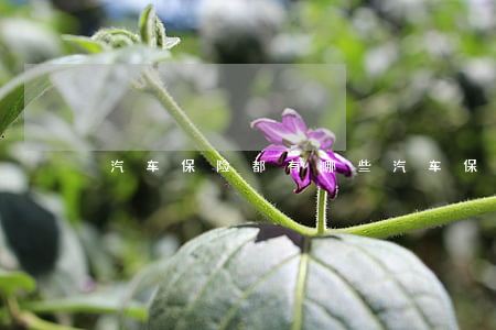 汽车保险都有哪些(汽车保险都有哪些项目)
