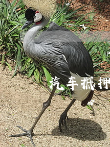 汽车抵押贷款加盟