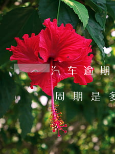 汽车逾期年检3个周期是多久(车检逾期三个周期是多久)