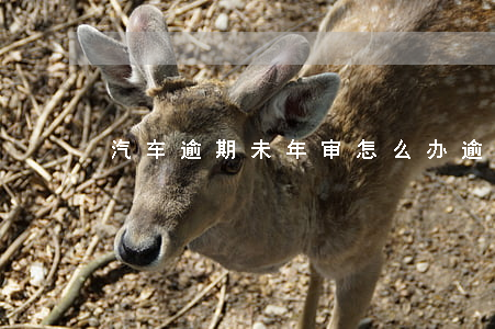 汽车逾期未年审怎么办（逾期未审车怎么处理）