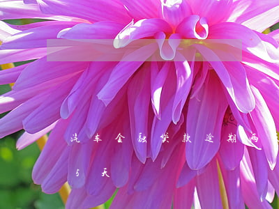 汽车金融贷款逾期两天(金融公司车贷逾期15天)