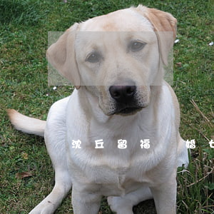 沈丘留福離婚女人