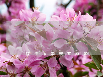 沈佳儀李興文離婚