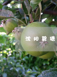 沈阳碧塘医院(沈阳碧塘医院专治什么病)