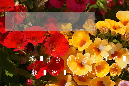 沈陽(yáng)可以給別人交交通違法罰款嗎(沈陽(yáng)交通罰款網(wǎng)上繳費(fèi))