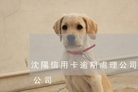 沈陽信用卡逾期處理公司(解決信用卡逾期的公司)