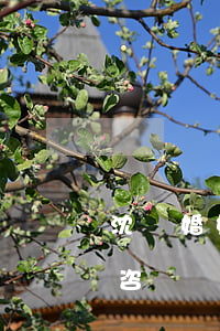 沈陽婚姻律師，沈陽婚姻律師免費(fèi)咨詢熱線