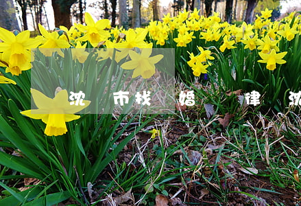 沈陽市找離婚訴訟律師(沈陽離婚糾紛咨詢)