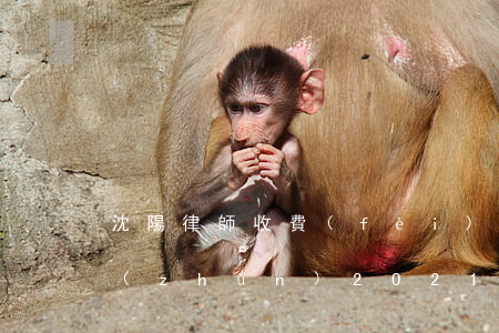 沈陽律師收費(fèi)標(biāo)準(zhǔn)2021(沈陽律師收費(fèi)標(biāo)準(zhǔn)2015)