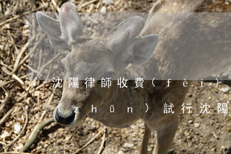 沈陽律師收費(fèi)標(biāo)準(zhǔn)試行(沈陽免費(fèi)律師)