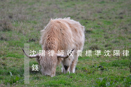 沈陽律師收費標準(沈陽律師咨詢費一般多少錢)
