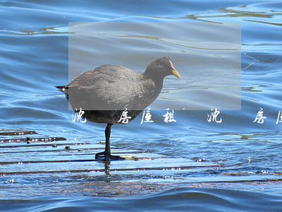 沈陽房屋租賃(沈陽房屋租賃稅率是多少)