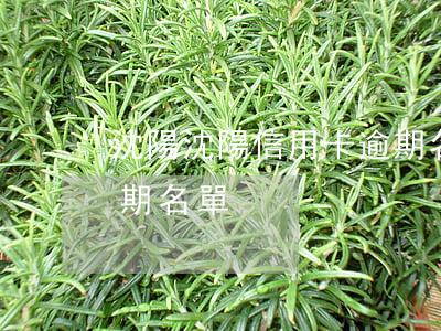 沈陽沈陽信用卡逾期名單(沈陽沈陽信用卡逾期名單)