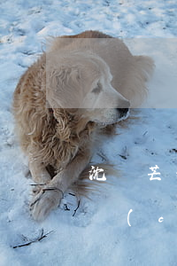 沈陽芒果不動產(chǎn)(沈陽芒果不動產(chǎn)董事長)