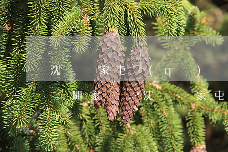 沈陽蘇家屯區(qū)債務(wù)糾紛律師哪家強-沈陽蘇家屯律師電話