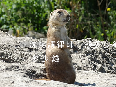 沈陽請律師一般多少錢(沈陽律師一個月能掙多少錢)