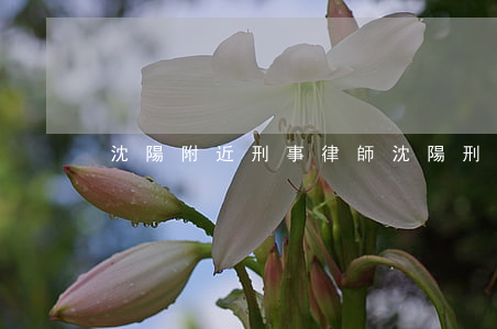 沈陽附近刑事律師(沈陽刑事方面律師)